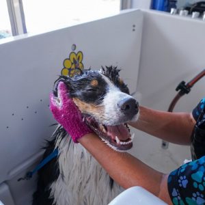 dog grooming quinns rocks perth
